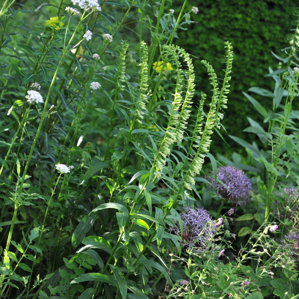 Digitalis lutea (geel vingerhoedskruid) BIO