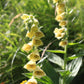 Digitalis lutea (geel vingerhoedskruid) BIO