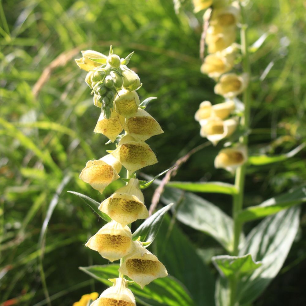 Digitalis lutea (geel vingerhoedskruid) BIO