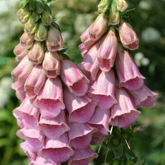 Digitalis 'Mertonensis' (vingerhoedskruid)