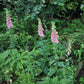 Digitalis 'Mertonensis' (vingerhoedskruid)