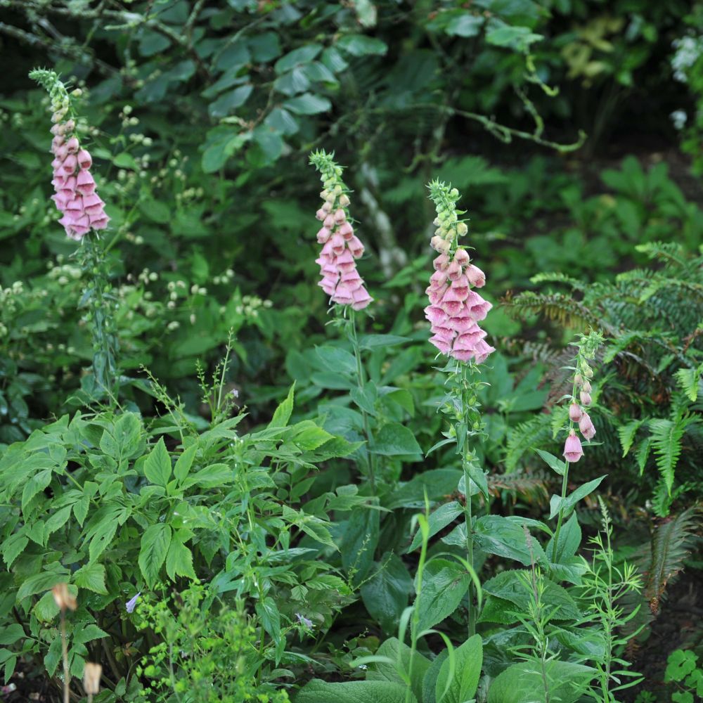 Digitalis 'Mertonensis' (vingerhoedskruid)