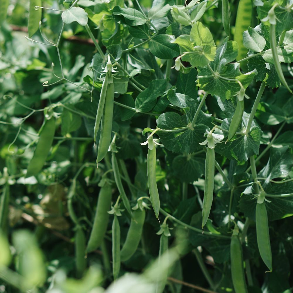 Doperwt 'Karina' BIO