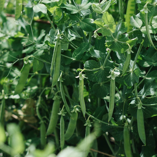 Doperwt 'Karina' BIO