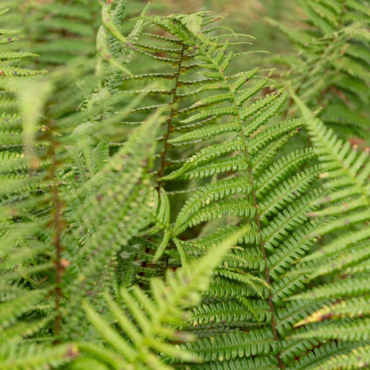 Dryopteris affinis (varen)