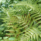 Dryopteris erythrosora (varen)