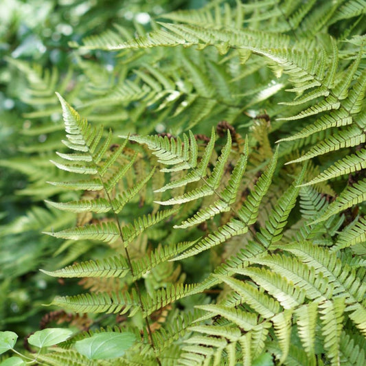 Dryopteris erythrosora (varen)