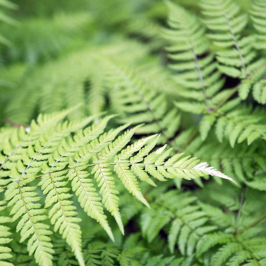 Dryopteris filix-mas (mannetjesvaren)