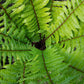 Dryopteris wallichiana (zwarteschubvaren)