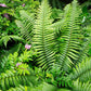 Dryopteris wallichiana (zwarteschubvaren)