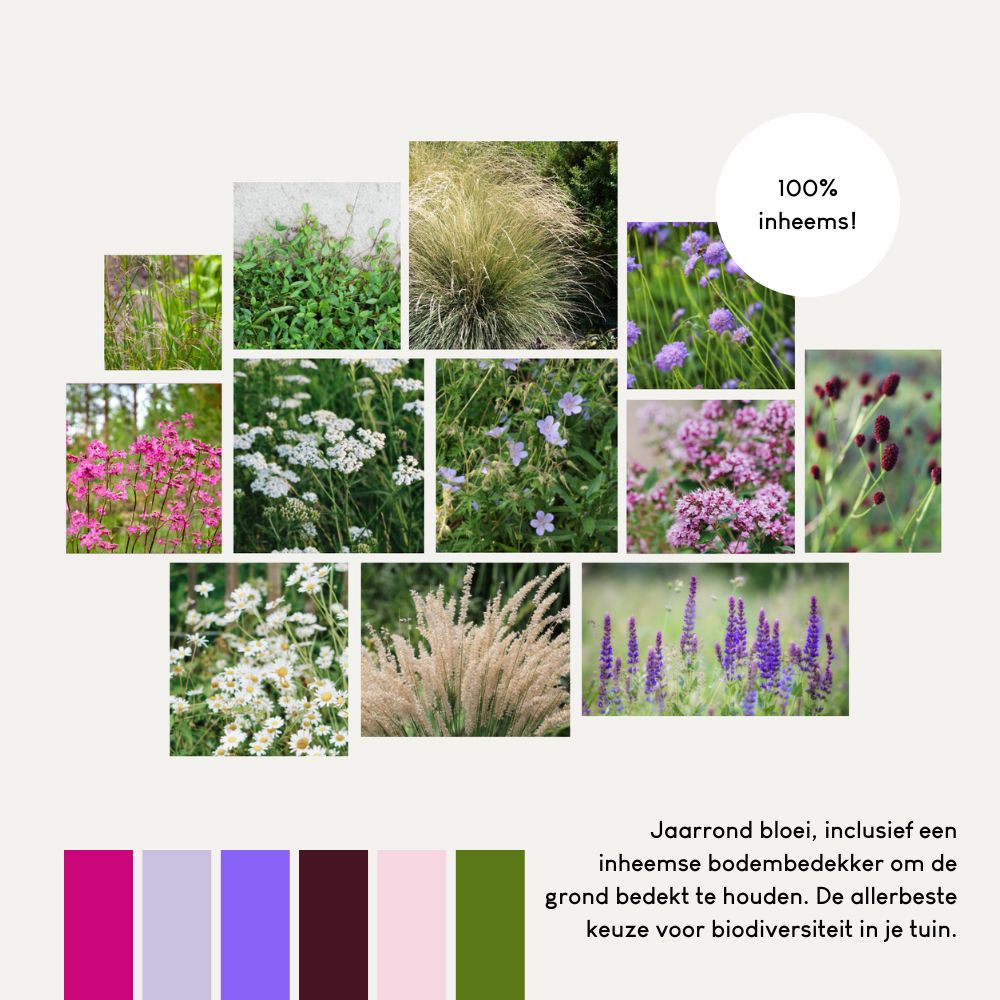 Borderpakket DULVERTON voor een 100% inheemse border