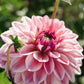 Dahlia 'Dusty Beauty'