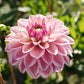 Dahlia 'Dusty Beauty'