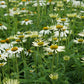 Echinacea purpurea 'Alba' (zonnehoed) BIO