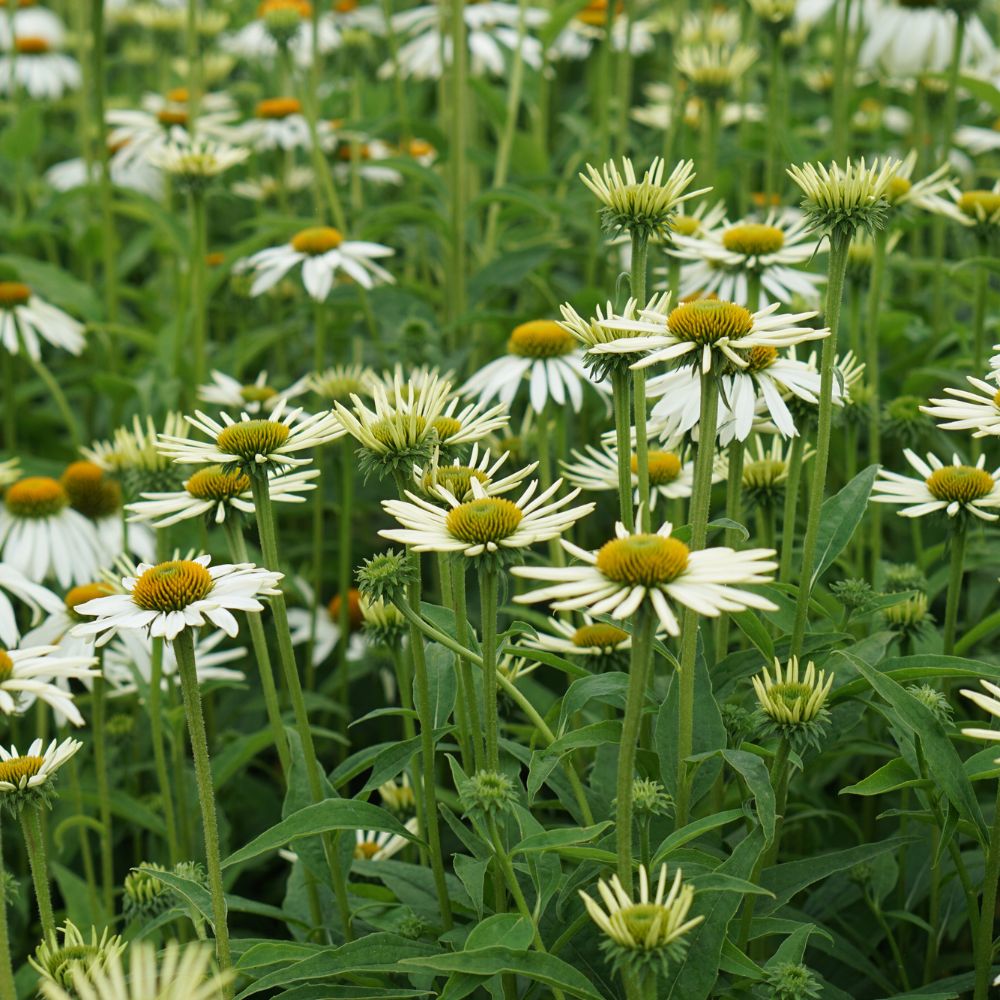 Echinacea purpurea 'Alba' (zonnehoed) BIO