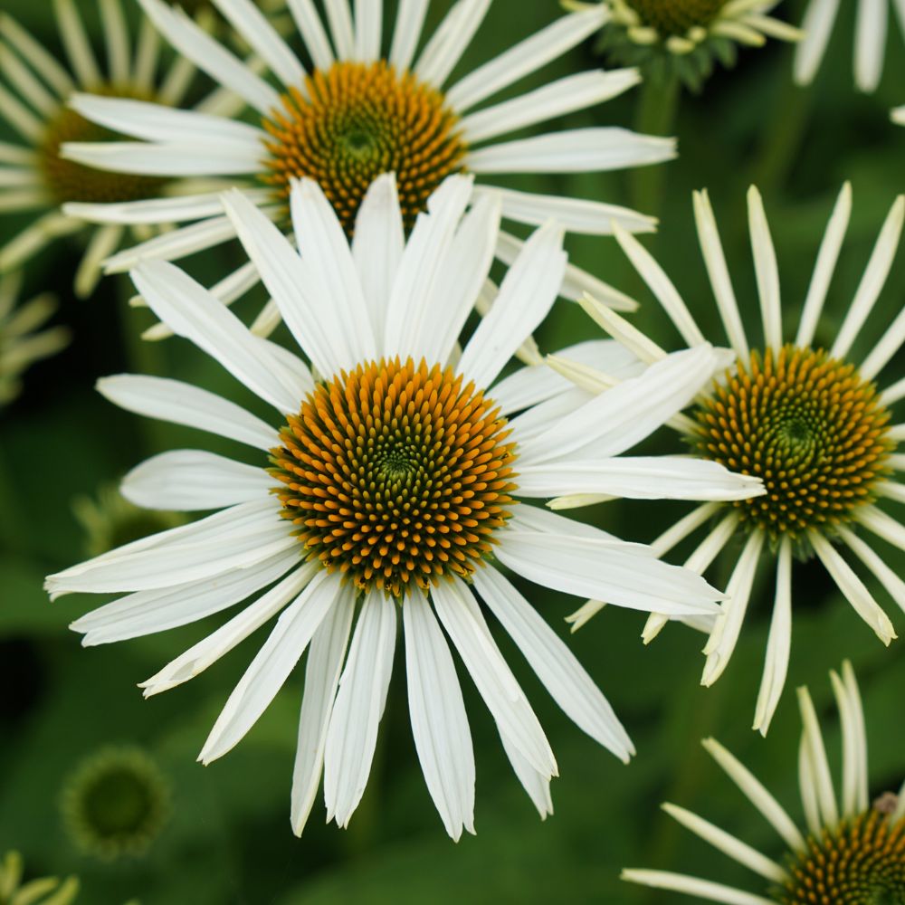 Echinacea purpurea 'Alba' (zonnehoed) BIO