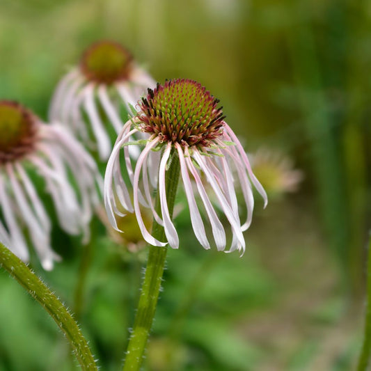 Echinacea pallida 'Hula Dancer' (zonnehoed) BIO