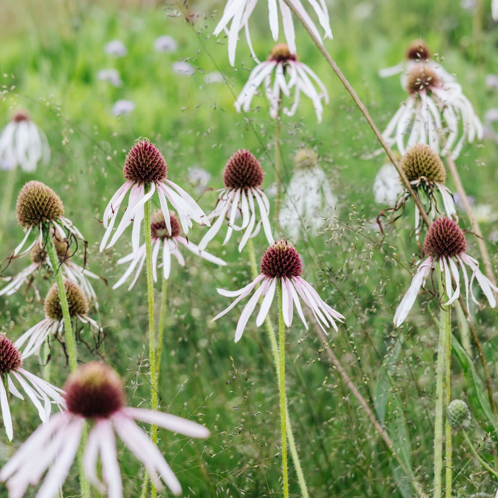Echinacea pallida 'Hula Dancer' (zonnehoed) BIO