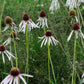 Echinacea pallida 'Hula Dancer' (zonnehoed) BIO