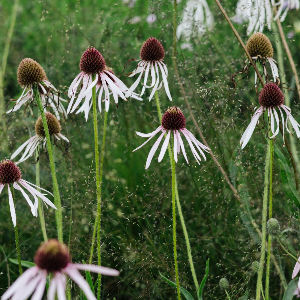 Echinacea pallida 'Hula Dancer' (zonnehoed) BIO