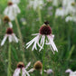 Echinacea pallida 'Hula Dancer' (zonnehoed) BIO