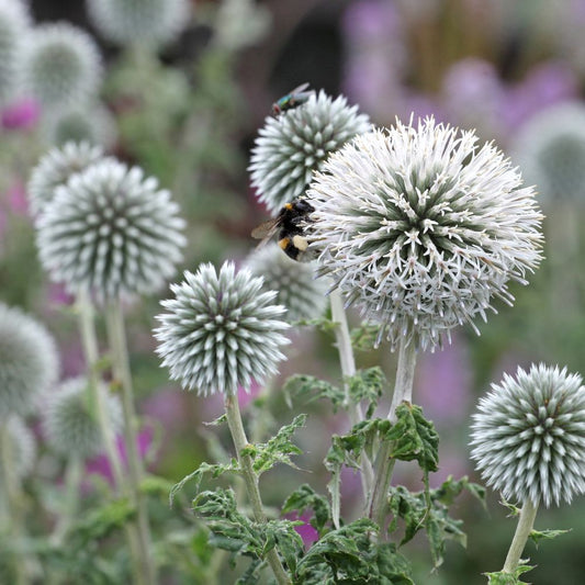 Echinops bannaticus 'Star Frost' (kogeldistel)