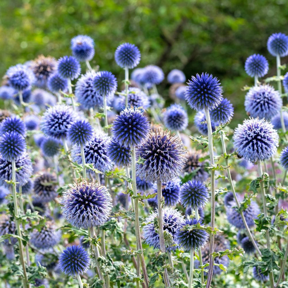 Echinops ritro (kogeldistel) BIO | Bestel vaste planten | MAY & JUNE