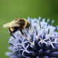 Echinops ritro (kogeldistel) BIO