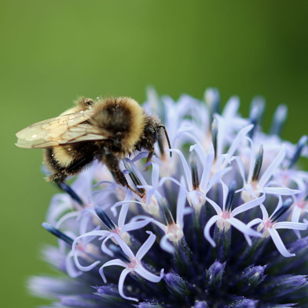 Echinops ritro (kogeldistel) BIO