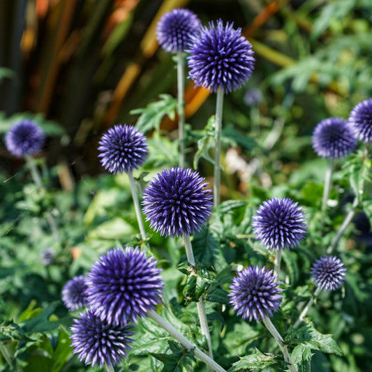 Echinops ritro 'Veitch's Blue' (kogeldistel)