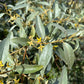 Elaeagnus 'Quicksilver' (olijfwilg)