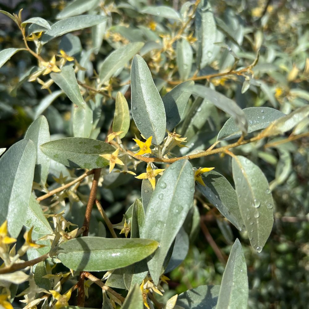 Elaeagnus 'Quicksilver' (olijfwilg)