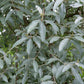 Elaeagnus 'Quicksilver' (olijfwilg)