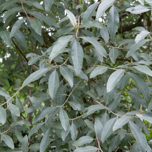 Elaeagnus 'Quicksilver' (olijfwilg)