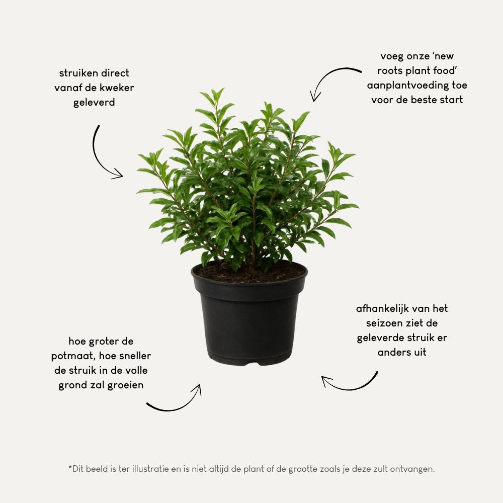 Elaeagnus 'Quicksilver' (olijfwilg)
