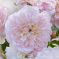 Rosa 'Elizabeth' (struikroos)