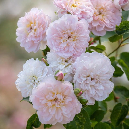 Rosa 'Elizabeth' (struikroos)