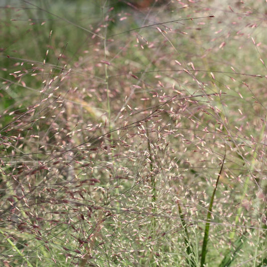 Eragrostis spectabilis (liefdesgras)