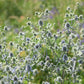 Eryngium planum (kruisdistel)