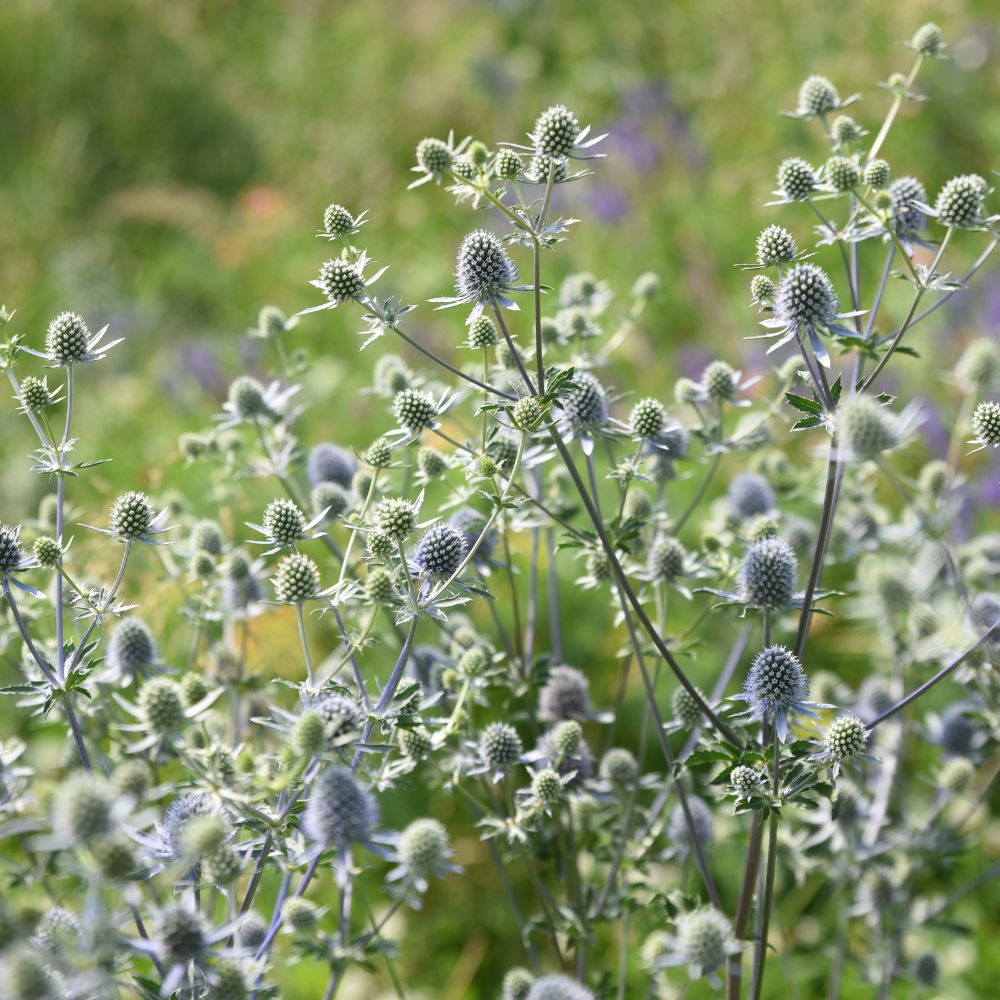 Eryngium planum (kruisdistel) BIO