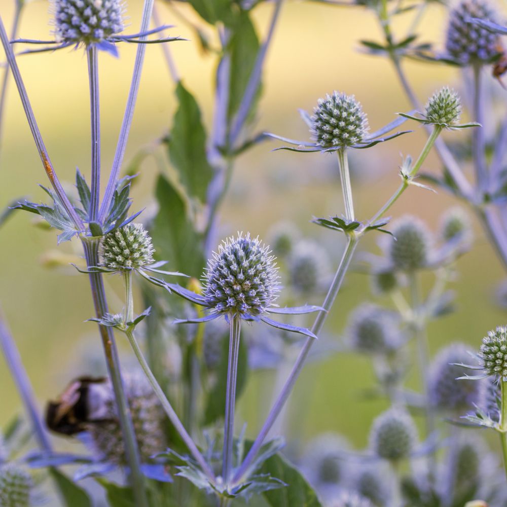 Eryngium planum (kruisdistel) BIO