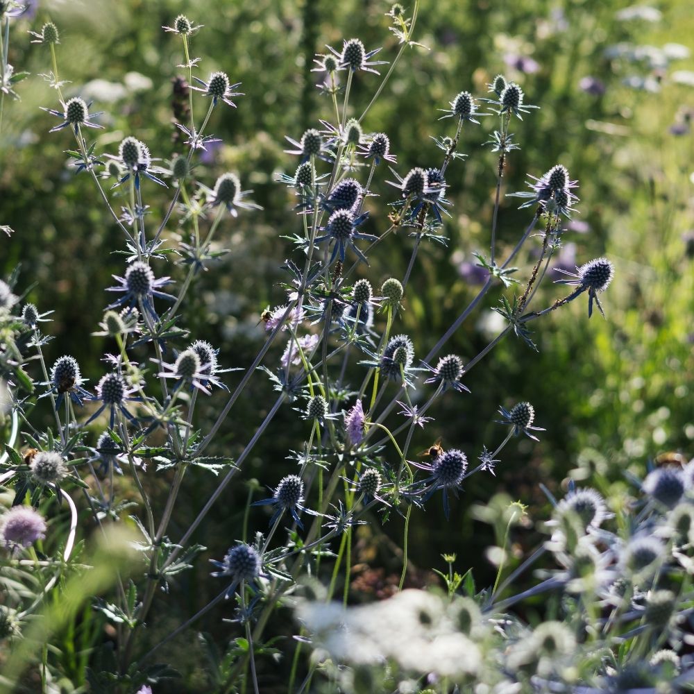 Eryngium planum (kruisdistel) BIO