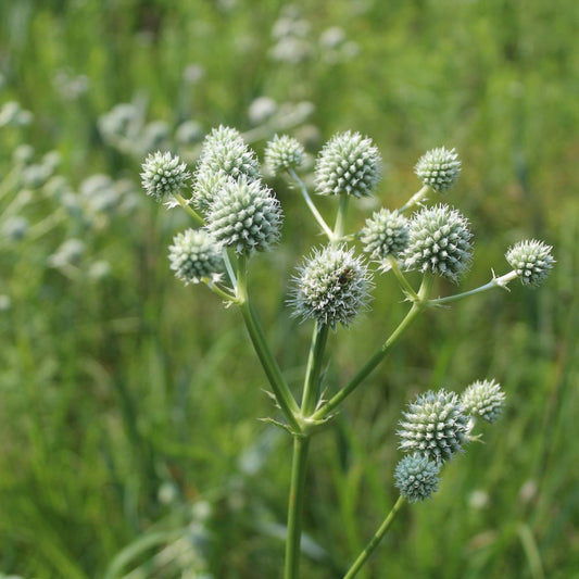 Eryngium yuccifolium (kruisdistel)