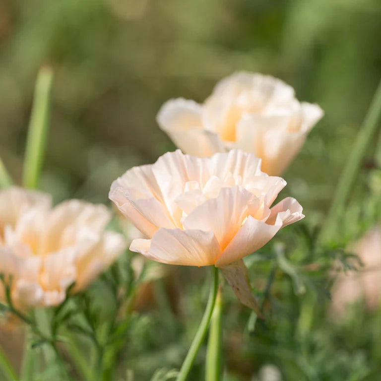 Eschscholzia californica ‘Thai Silk Pink Champagne’ (slaapmutsje)