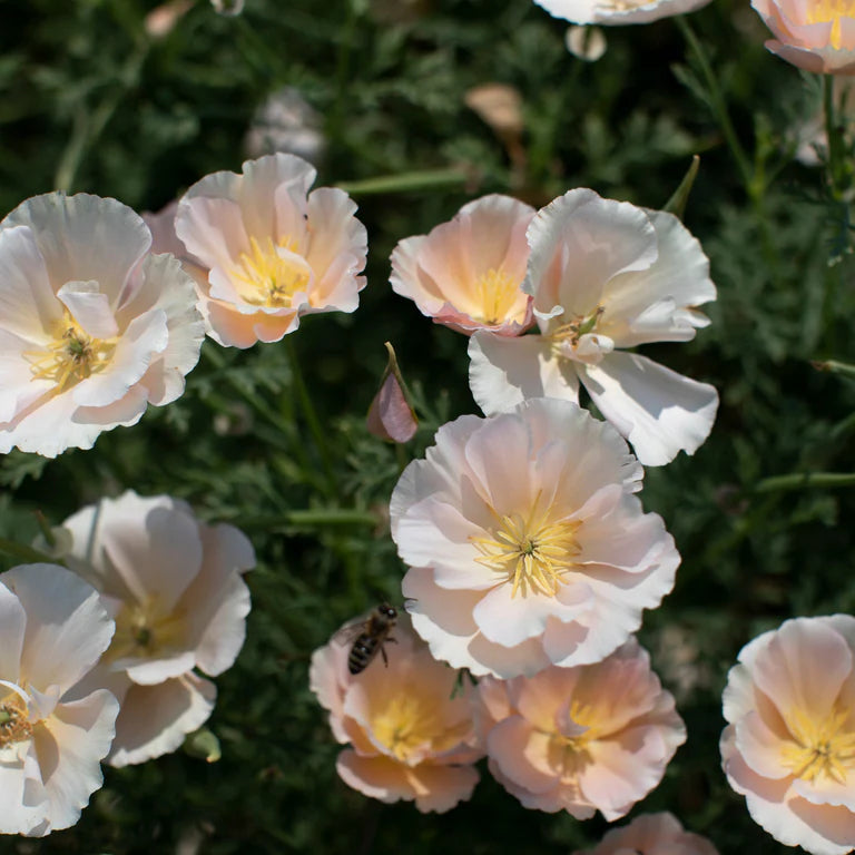 Eschscholzia californica ‘Thai Silk Pink Champagne’ (slaapmutsje)