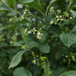 Euonymus europaeus (kardinaalsmuts)