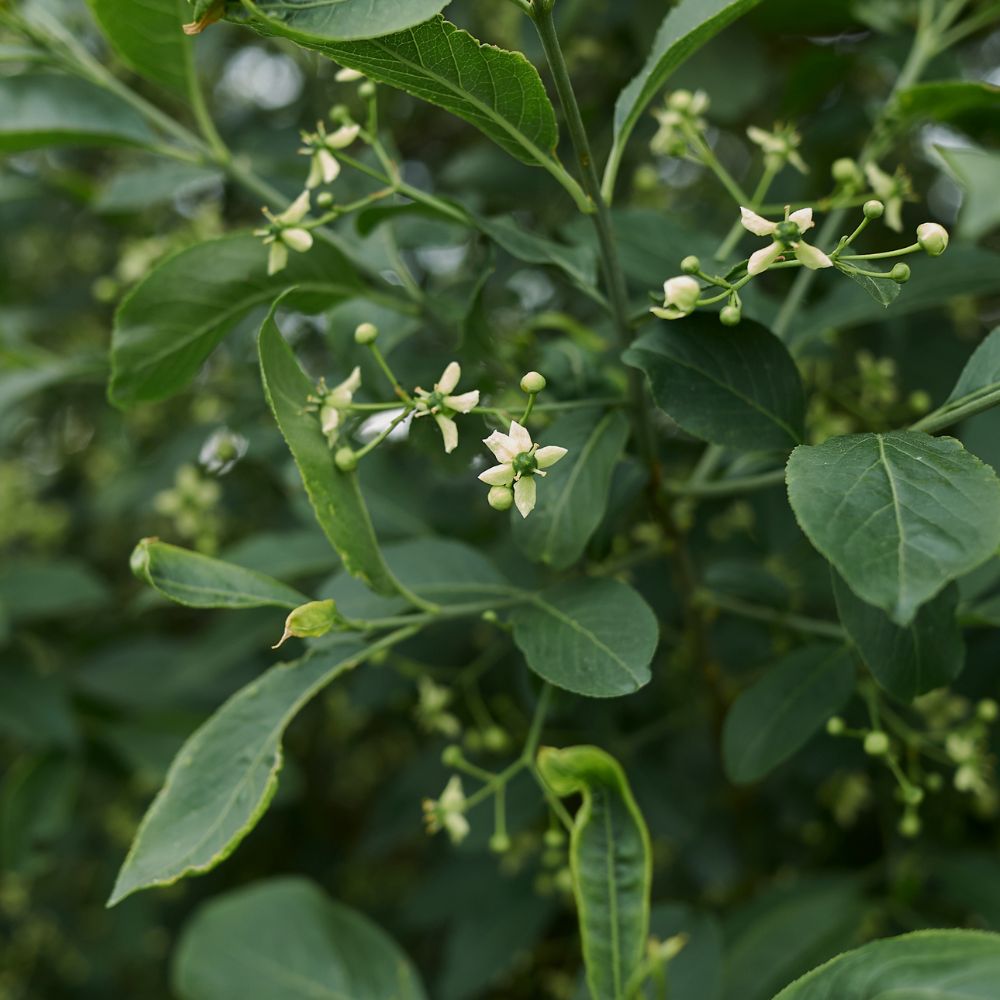 Euonymus europaeus (kardinaalsmuts)