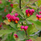 Euonymus europaeus (kardinaalsmuts)
