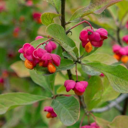 Euonymus europaeus (kardinaalsmuts)