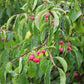 Euonymus europaeus (kardinaalsmuts)